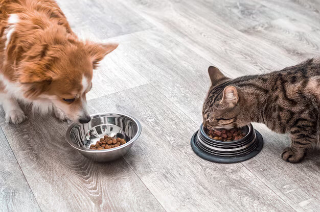 Can Dogs and Cats Eat the Same Food