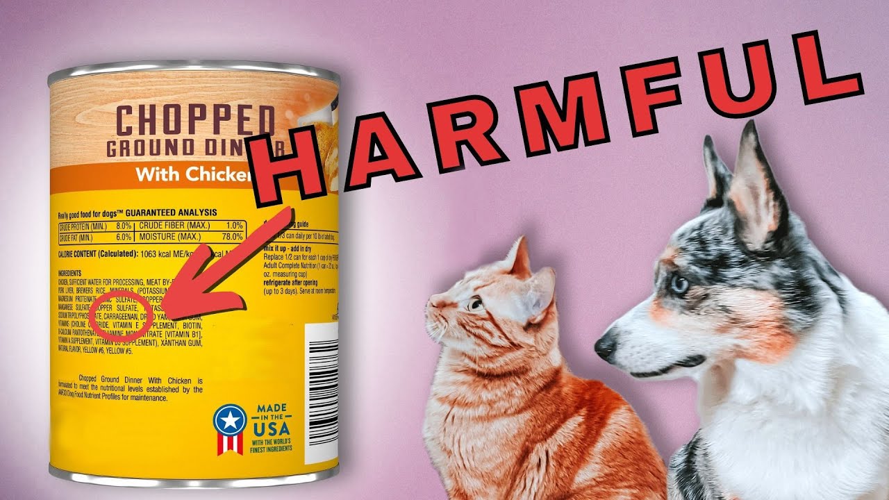 Harmful Ingredients in Dog Food for Cats