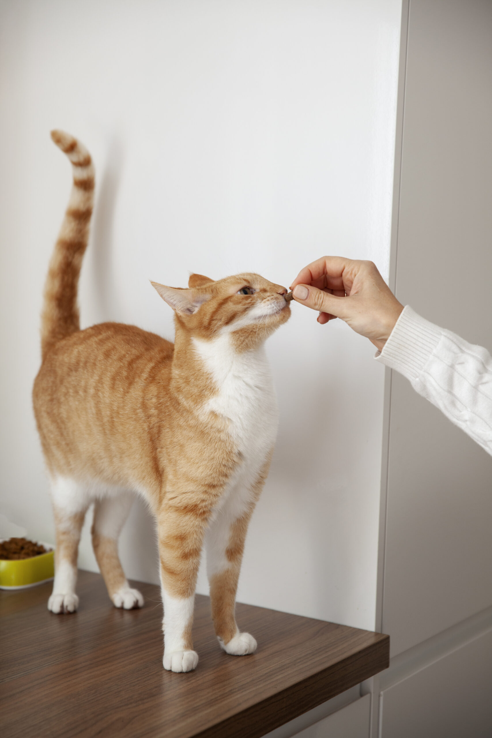 Transitioning Cats to Proper Diet